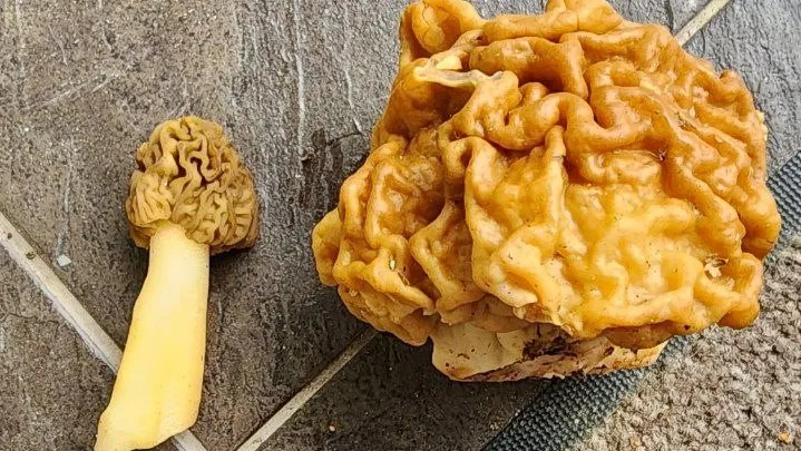 Фото: Министерство экологии и природопользования Московской области