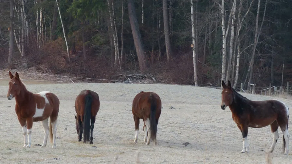 Фото: pxhere.com