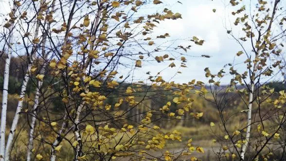 Сильное похолодание и ветер ожидаются в области в среду