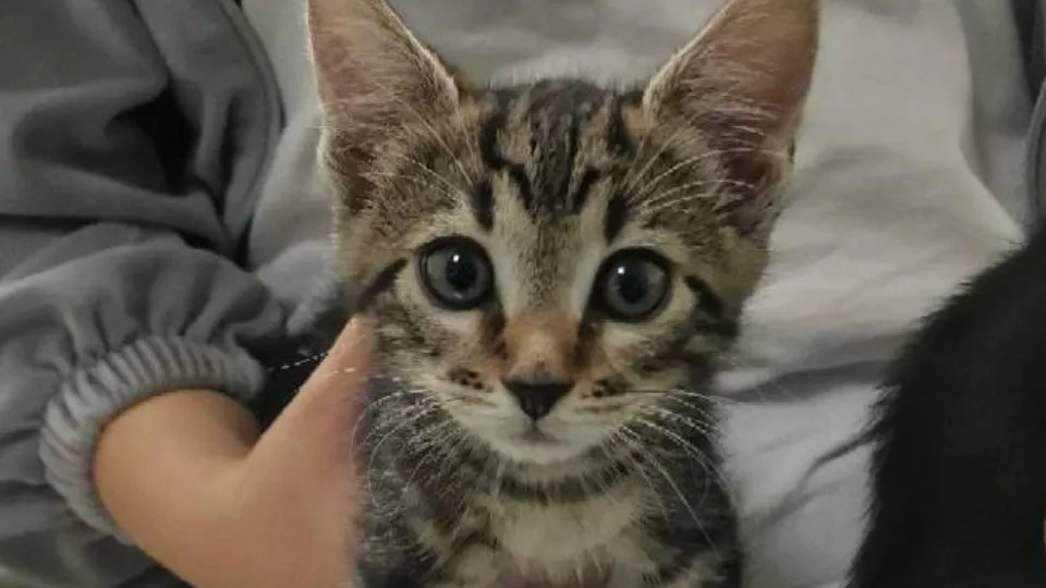 Фото: Министерство сельского хозяйства и продовольствия МО