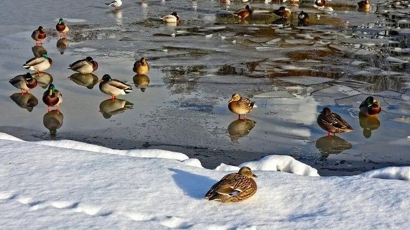 Минэкологии приглашает любителей природы посчитать подмосковных птиц