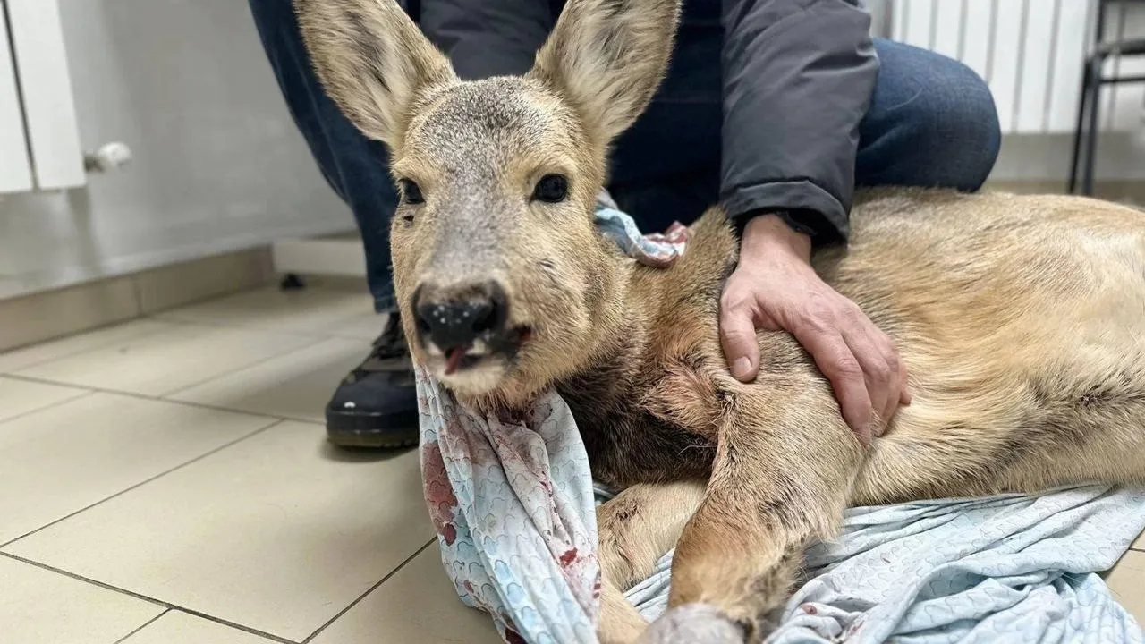 ТГ-канал «112»