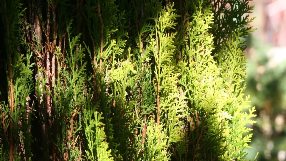 Фото: pxhere.com