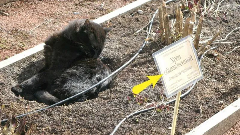 В «Аптекарском огороде» коты копают ямки возле хрена и валерьянки