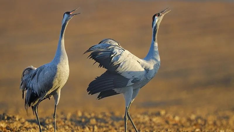А. Барташов