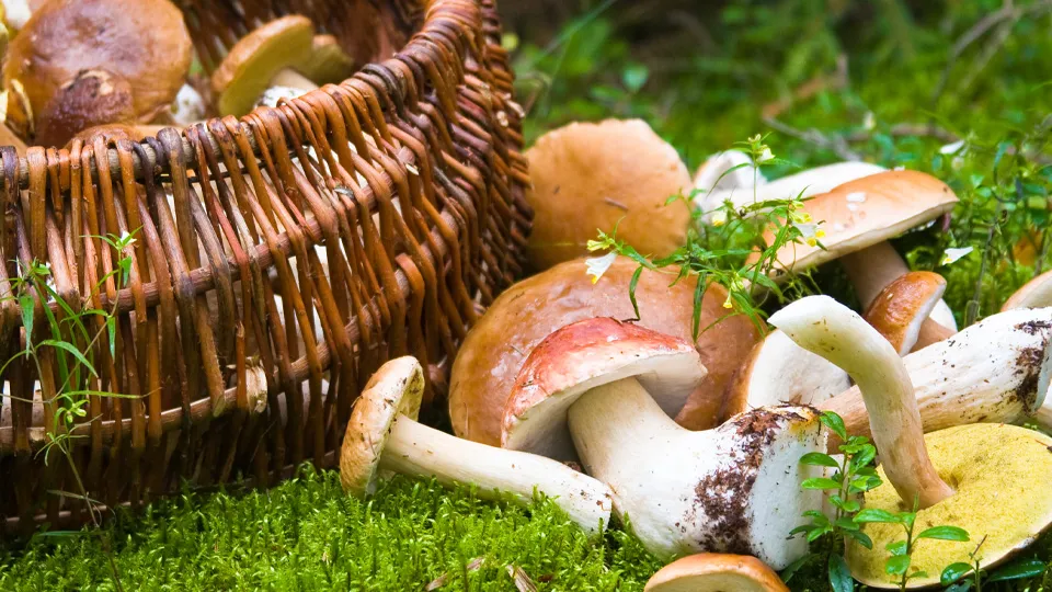 Фото: istockphoto.com/Alex Potemkin