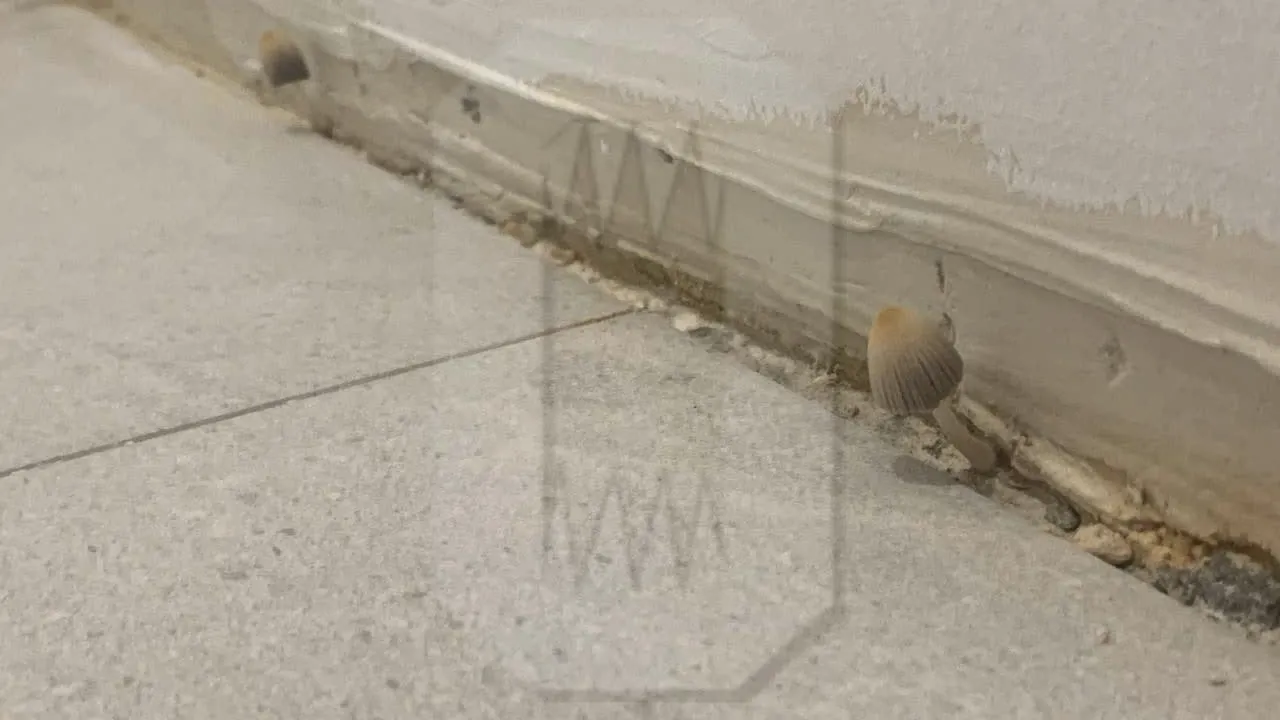 Телеграмм-канал «Осторожно, Москва»