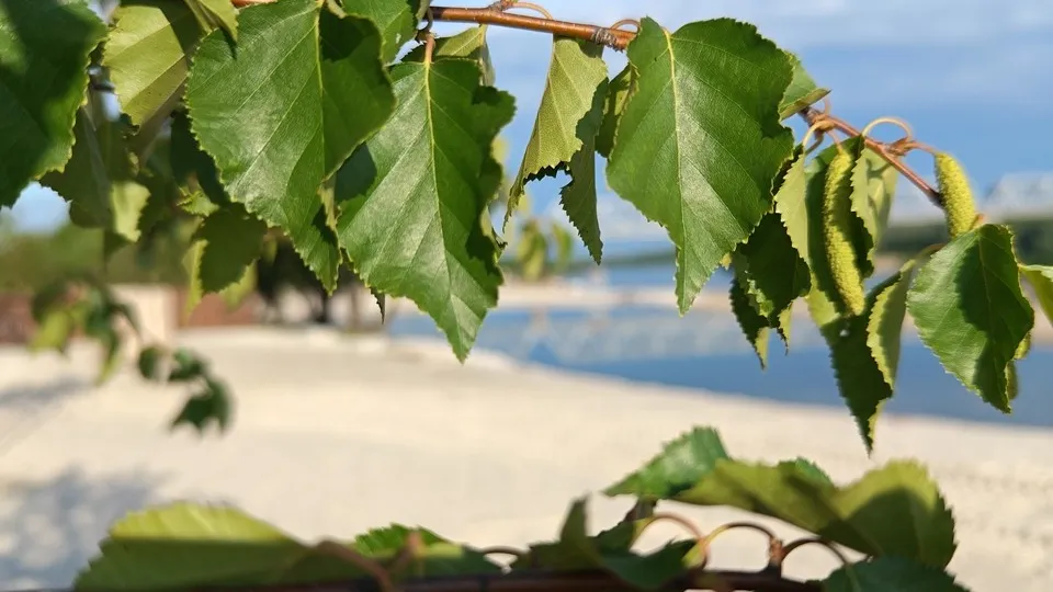 Фото: REGIONS/Алексей Селиверстов