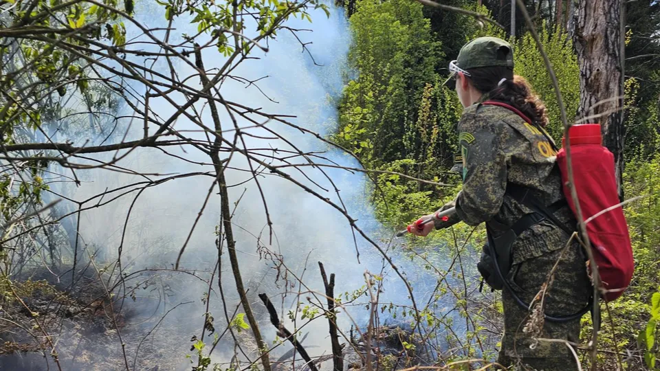 Фото: Комитет лесного хозяйства Московской области