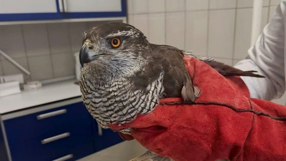 Фото: Министерство сельского хозяйства и продовольствия Московской области