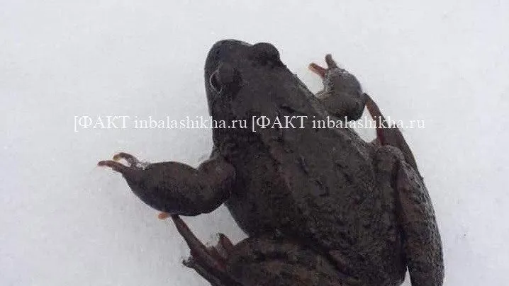 Телеграмм-канал «Алексеевская Роща_live Балашиха»