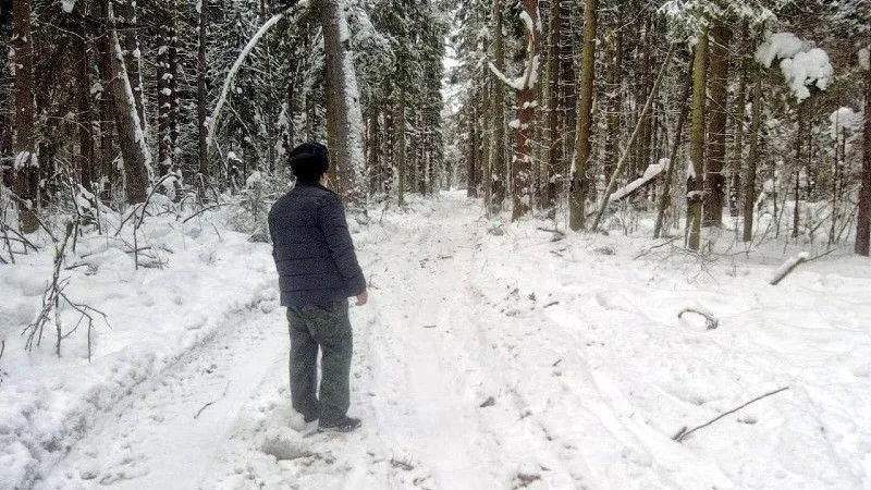 Лесничие прочистили просеку в Талдоме