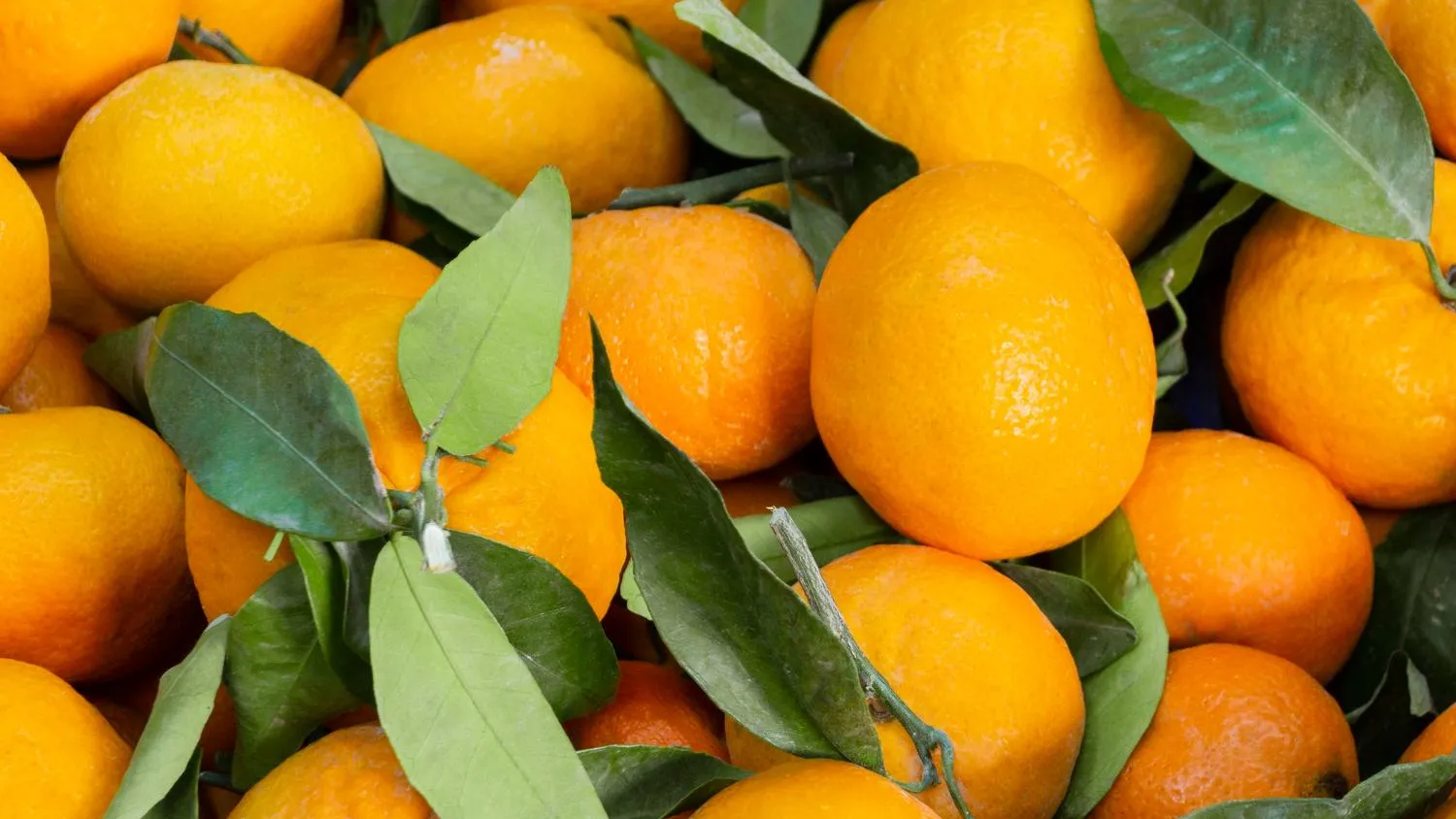 медиасток.рф