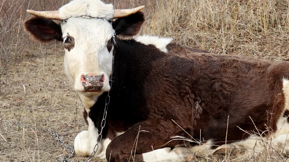 Фото: istockphoto.com/Oleg Elkov
