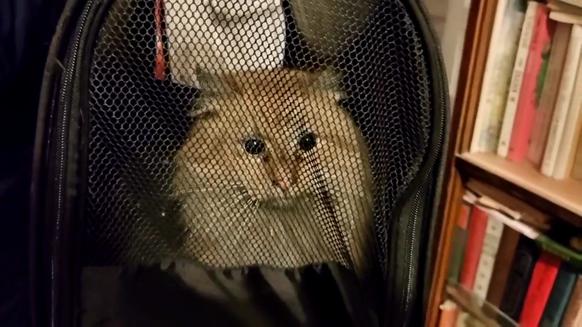 Служба спасения животных СПб и ЛО «Кошкиспас»