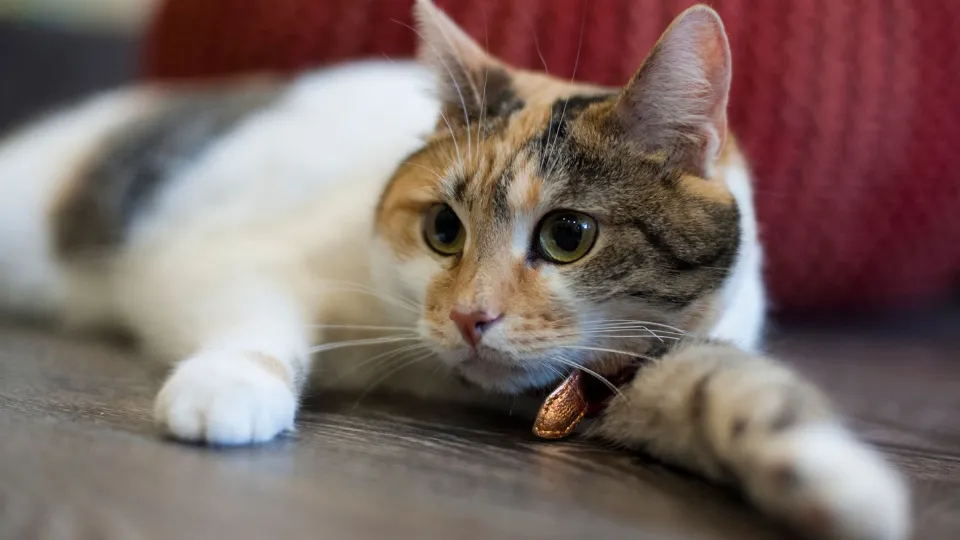 Фото: медиасток.рф