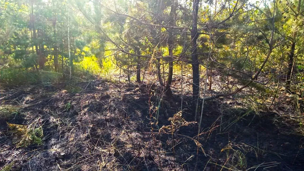 Комитет лесного хозяйства Московской области