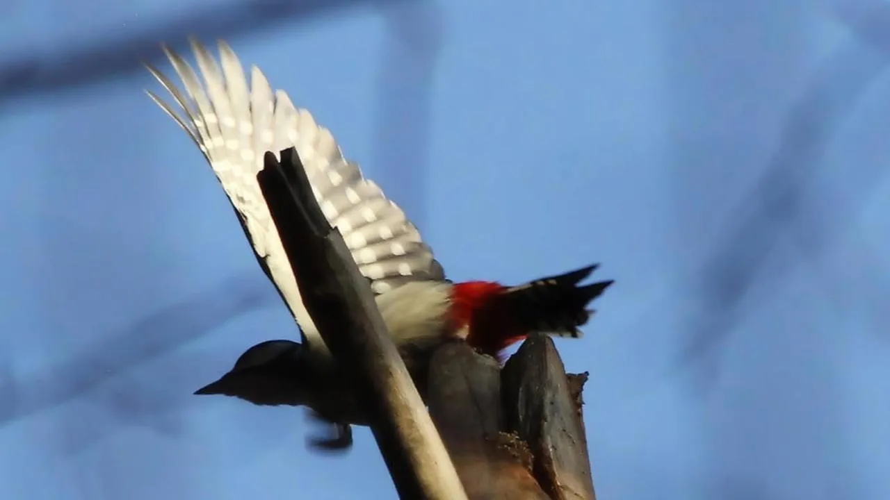 личный архив Константина Кошелева