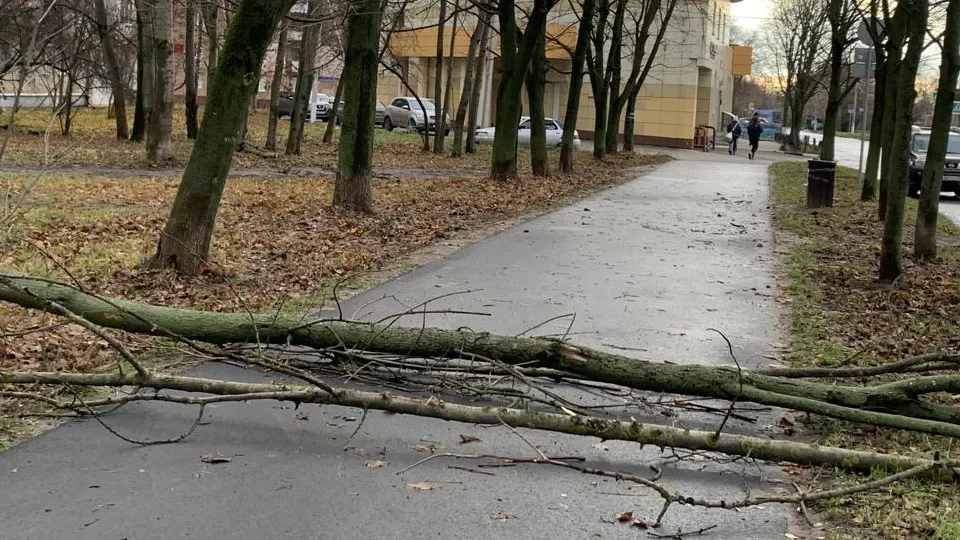 Фото: администрация г. о. Электросталь