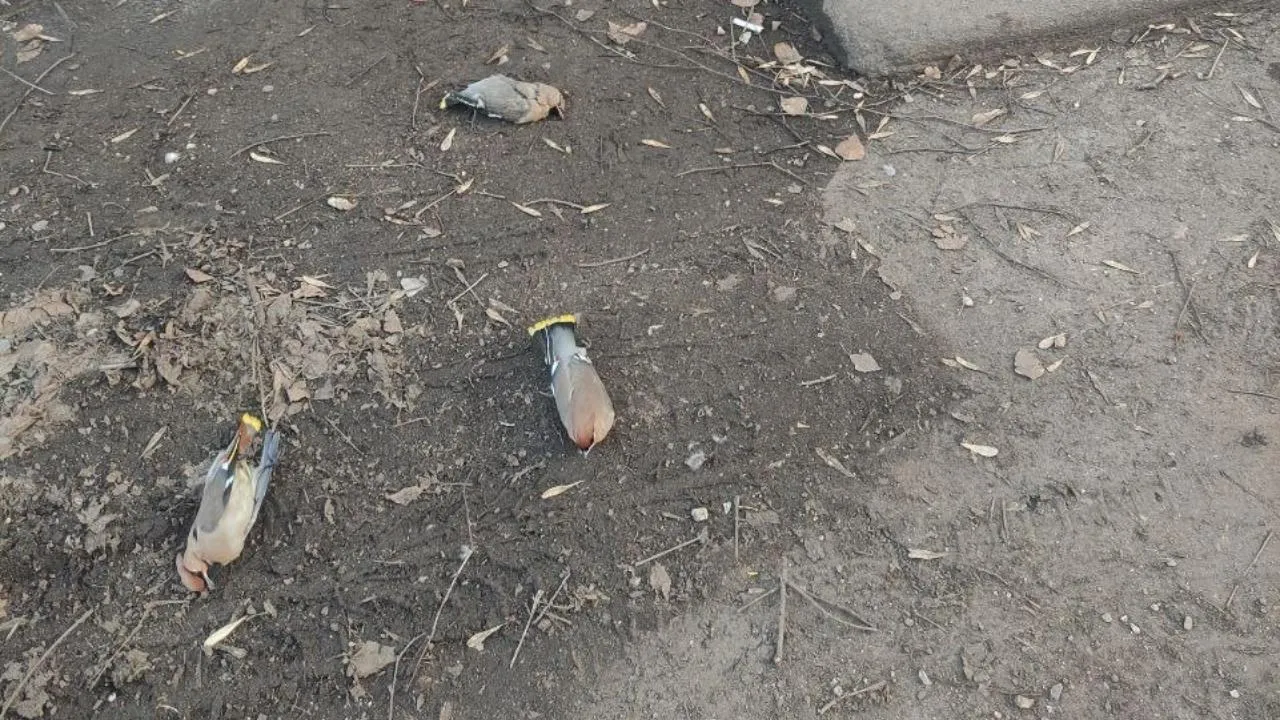 t.me/life_sergiev_posad