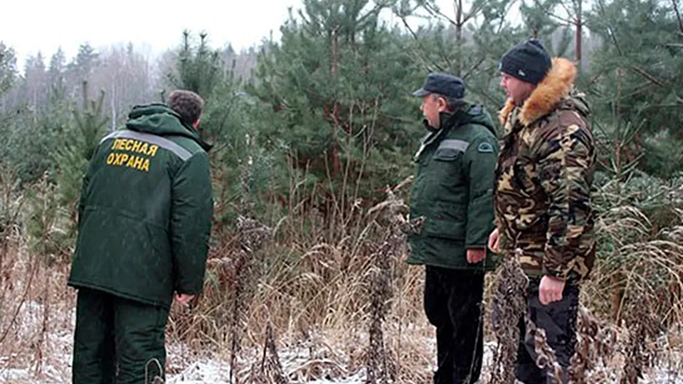 Фото: Комитет лесного хозяйства Московской области