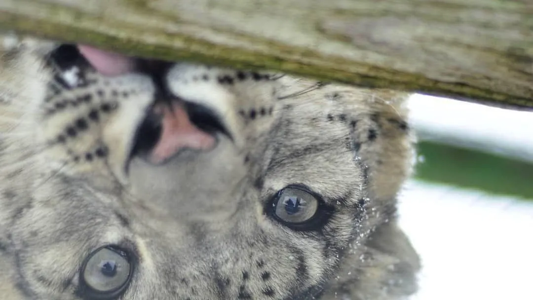 фото: Центр Воспроизводства редких видов животных