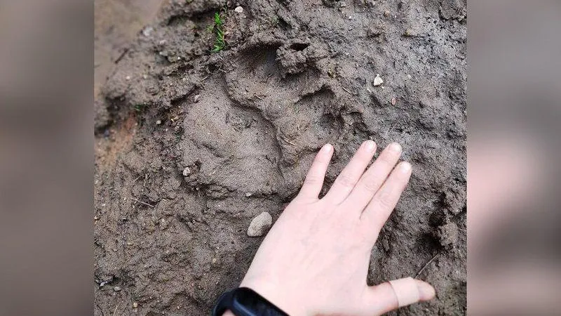 Следы медведя обнаружили недалеко от Софрино-1