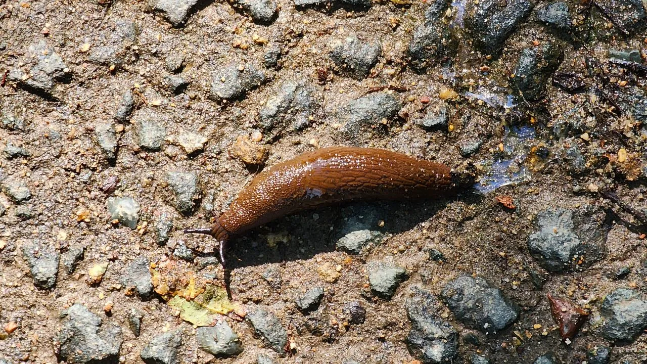 МедиаБанк Подмосковья/Никита Сморкалов