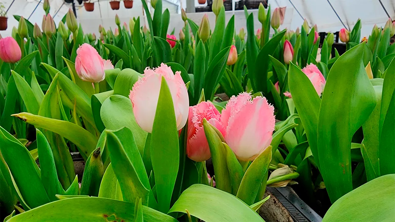 Станислав Орлов