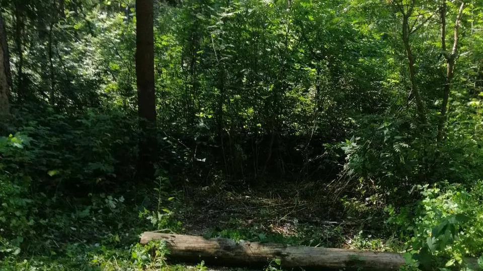 Фото: администрация г.о. Красногорск