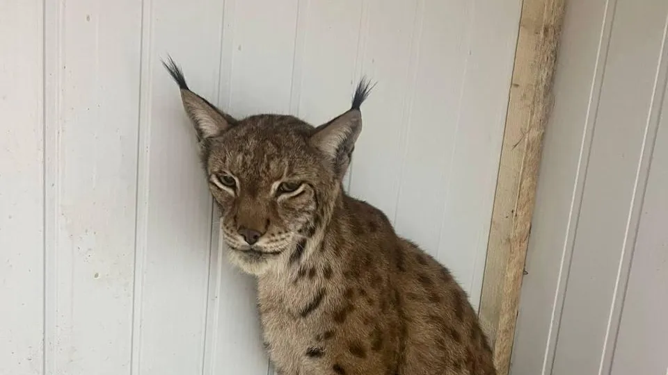 фото: Минсельхозпрод Московской облаасти