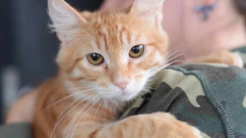 Фото: Министерство культуры и туризма Московской области