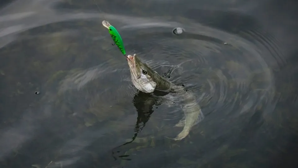 Фото: freepik.com