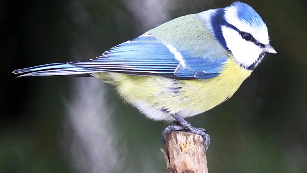 Фото: пресс-служба музея-заповедника «Горки Ленинские»