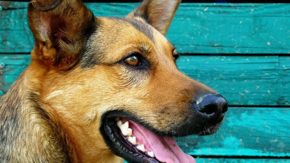 Фото: pxhere.com