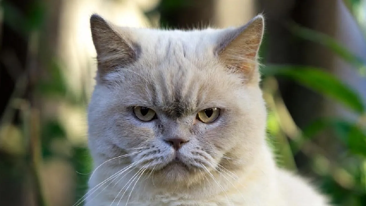 «С 29-го этажа — на асфальт и... жива!»: кошка Милаша, упавшая с большой высоты, родила здоровых котят