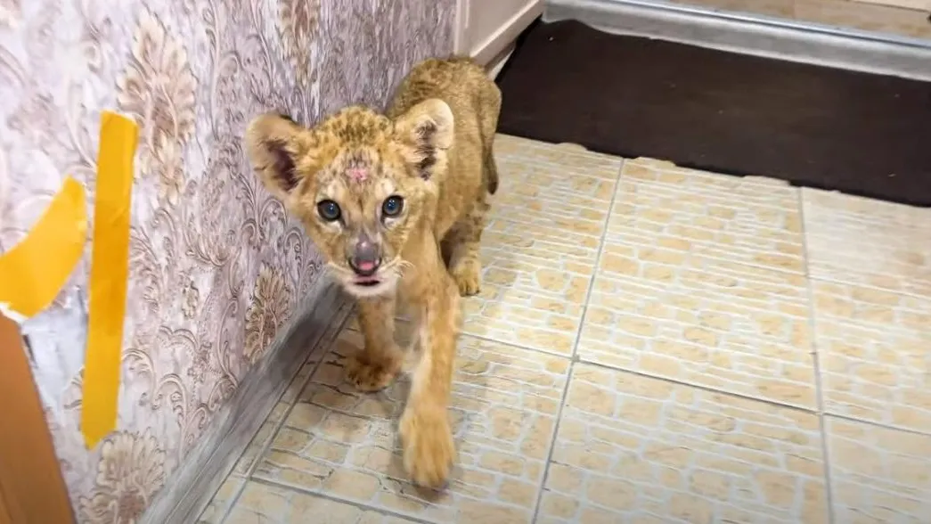 фото: ПАРК ЛЬВОВ ЗЕМЛЯ ПРАЙДА МОСКВА