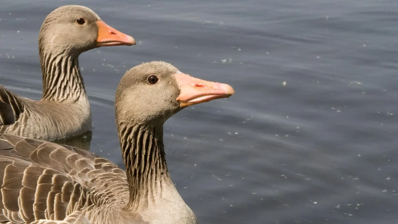 istockphoto.com/GinStarlove