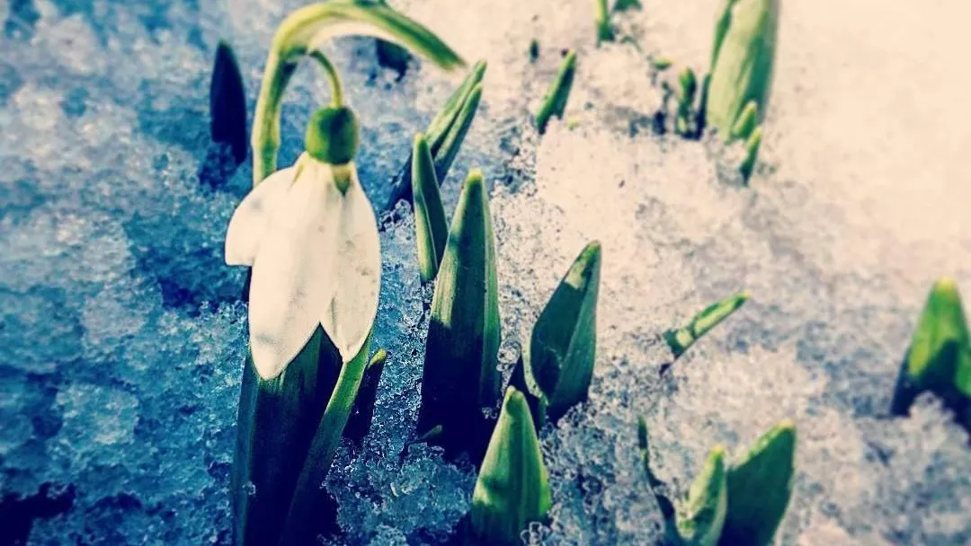 Фото: Комлесхоз МО