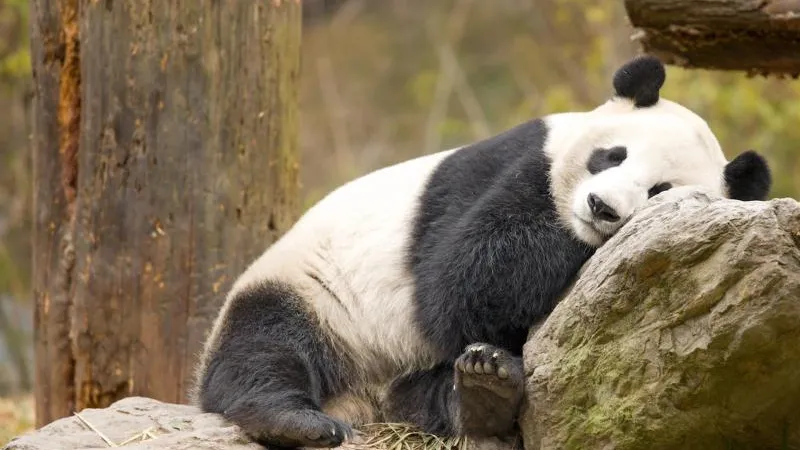 pandafriends.ru