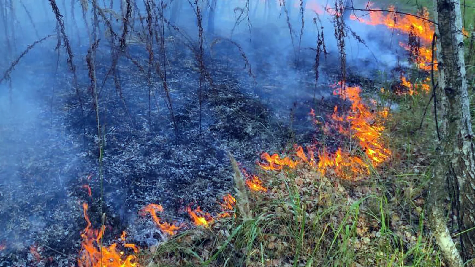 Фото: Комитет лесного хозяйства МО