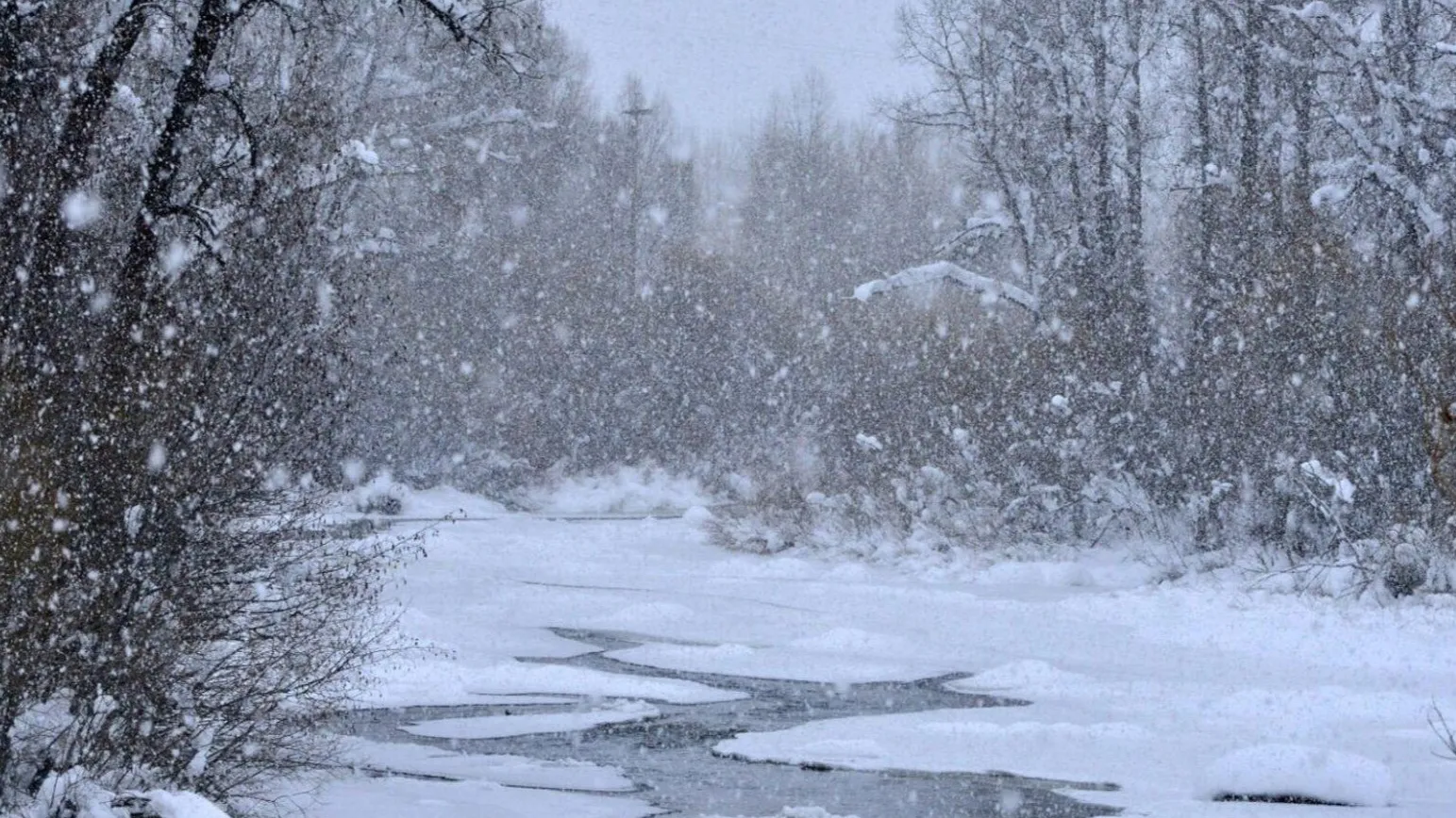 Фото: Комитет лесного хозяйства Московской области