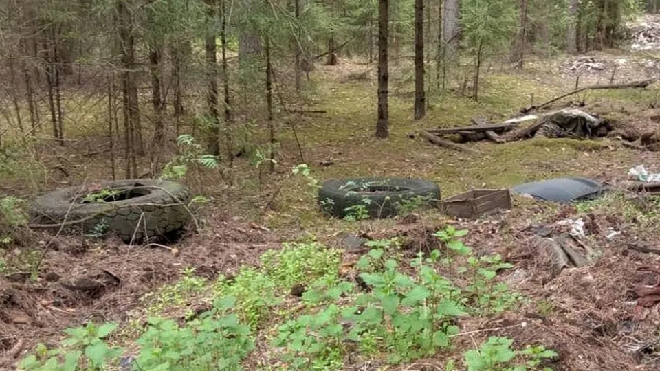 Фото: Комитет лесного хозяйства Московской области