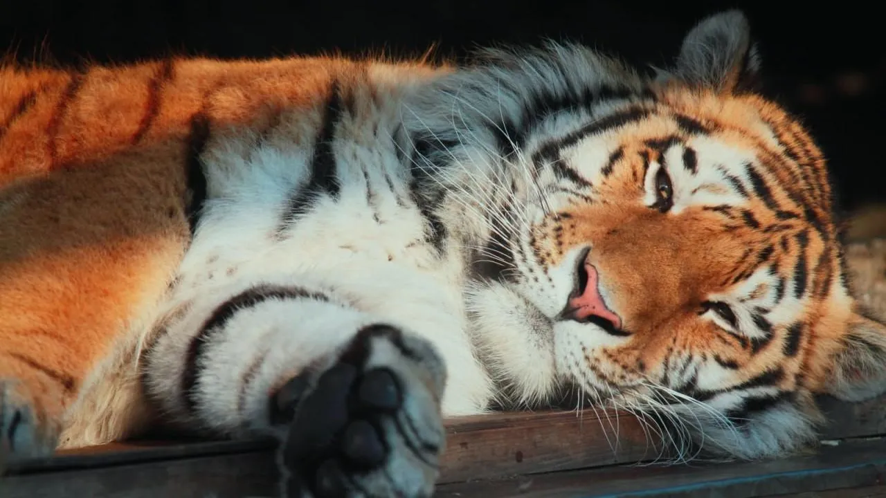 Ленинградский зоопарк