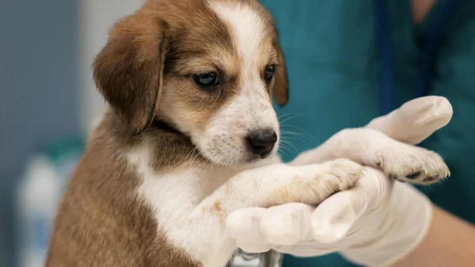 Фото: freepik.com