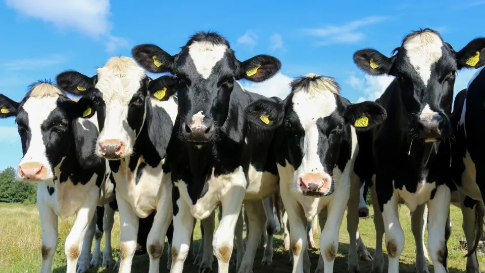 Фото: pxhere.com