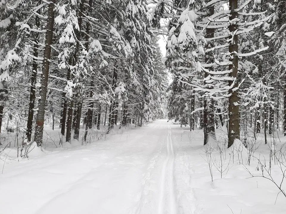 Фото: Комитет лесного хозяйства Московской области