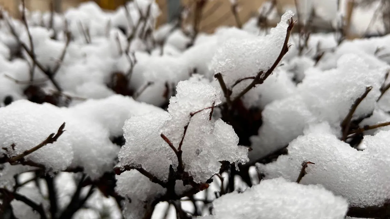 REGIONS/Елена Фурман