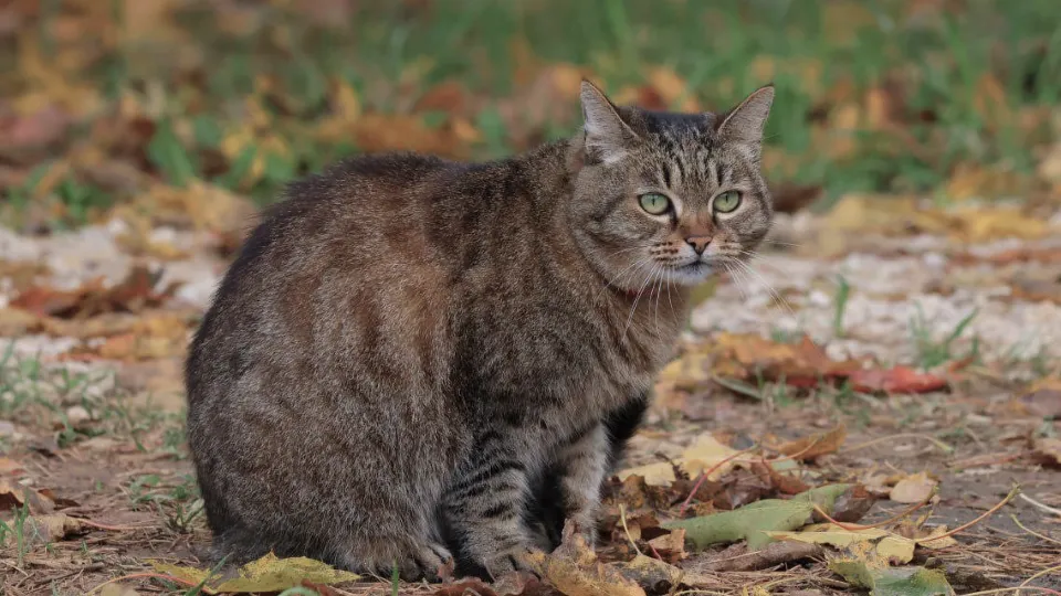 Фото: Музей А.П. Чехова «Мелихово»