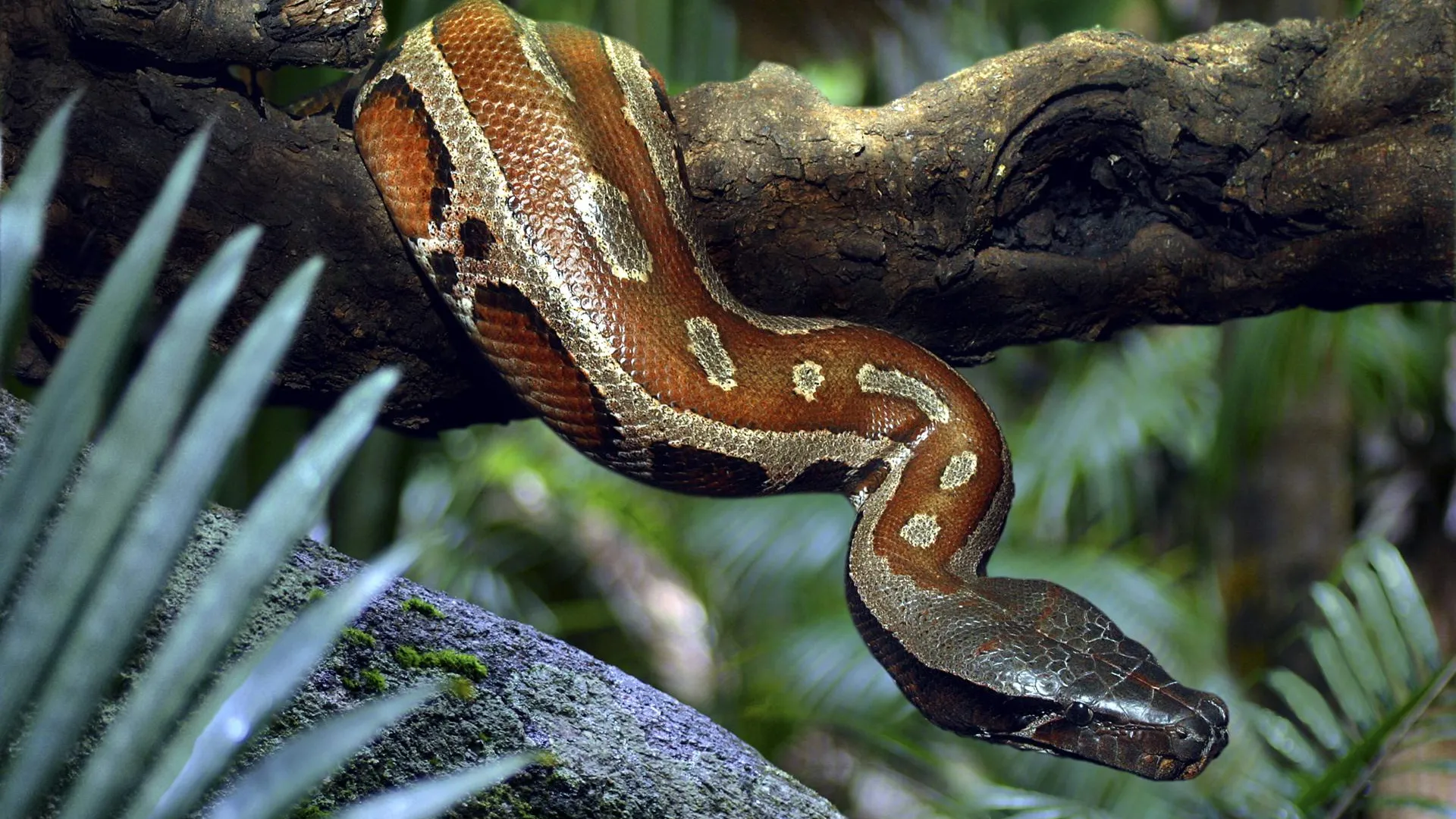 H. Schmidbauer/blickwinkel